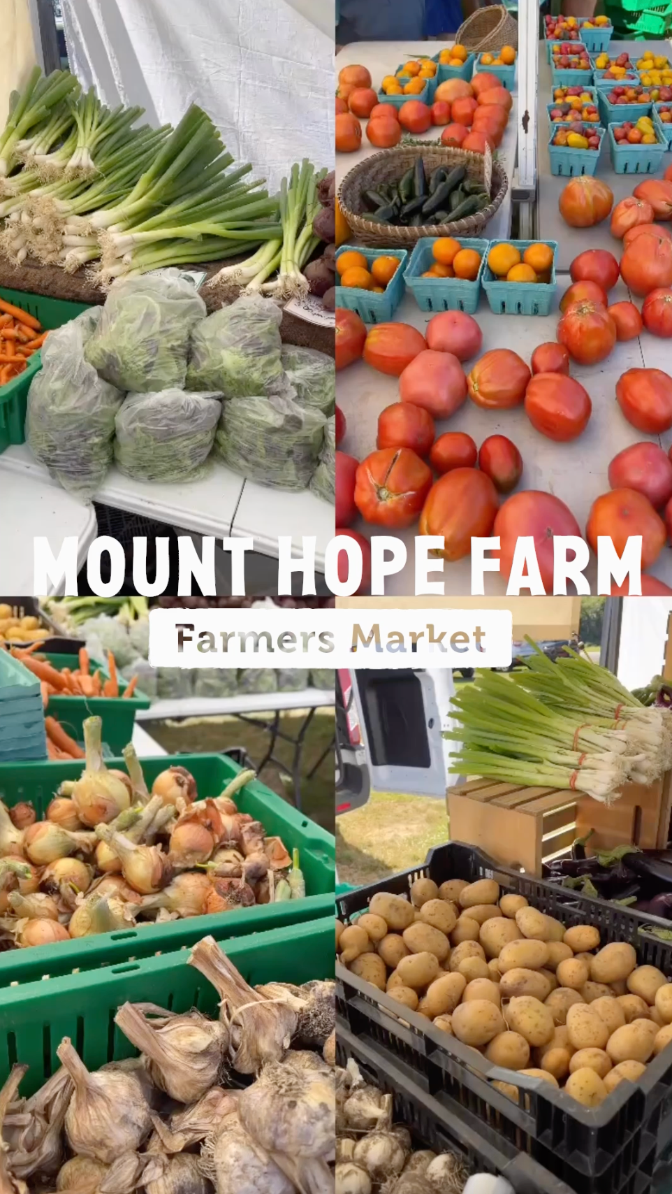 mount+hope+farm+farmers+market.png