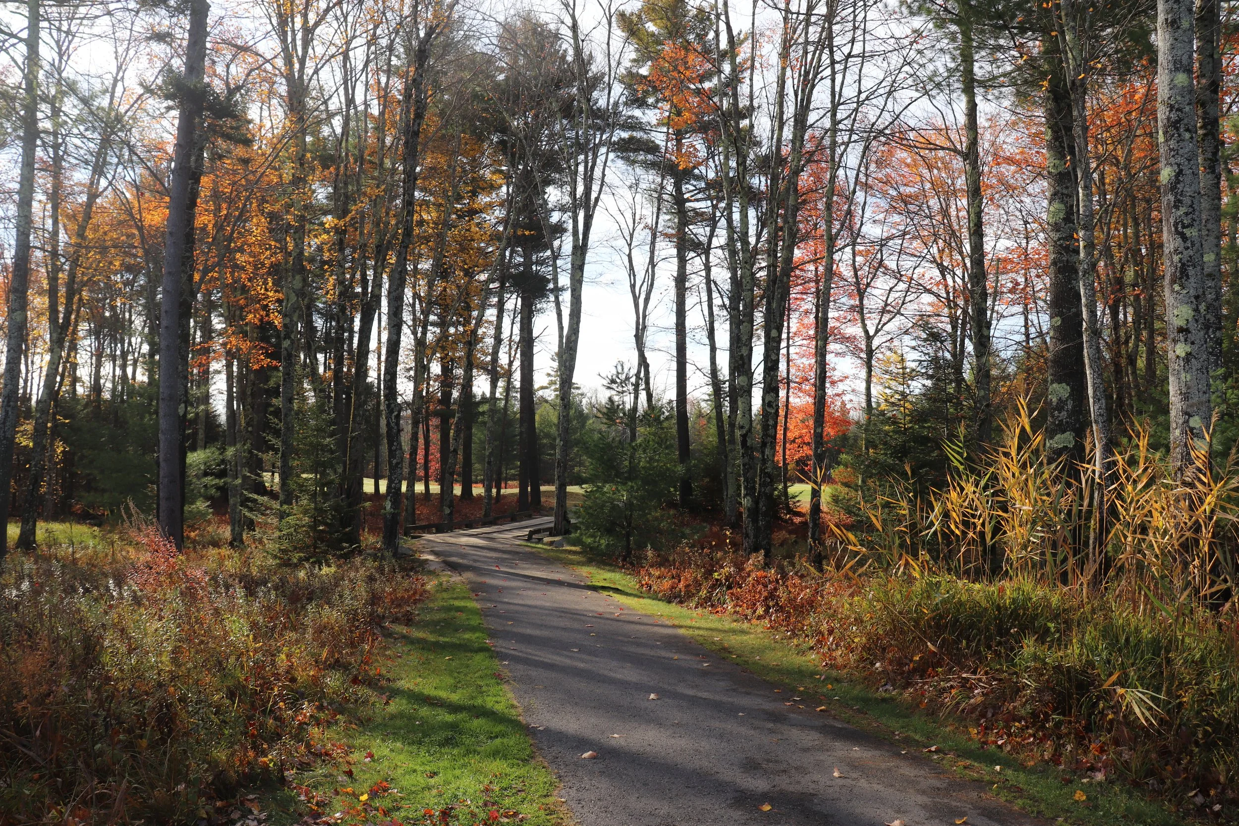 A winding paved trail in a forest with trees showing fall colors, green grass on the sides, and fallen leaves on the ground.