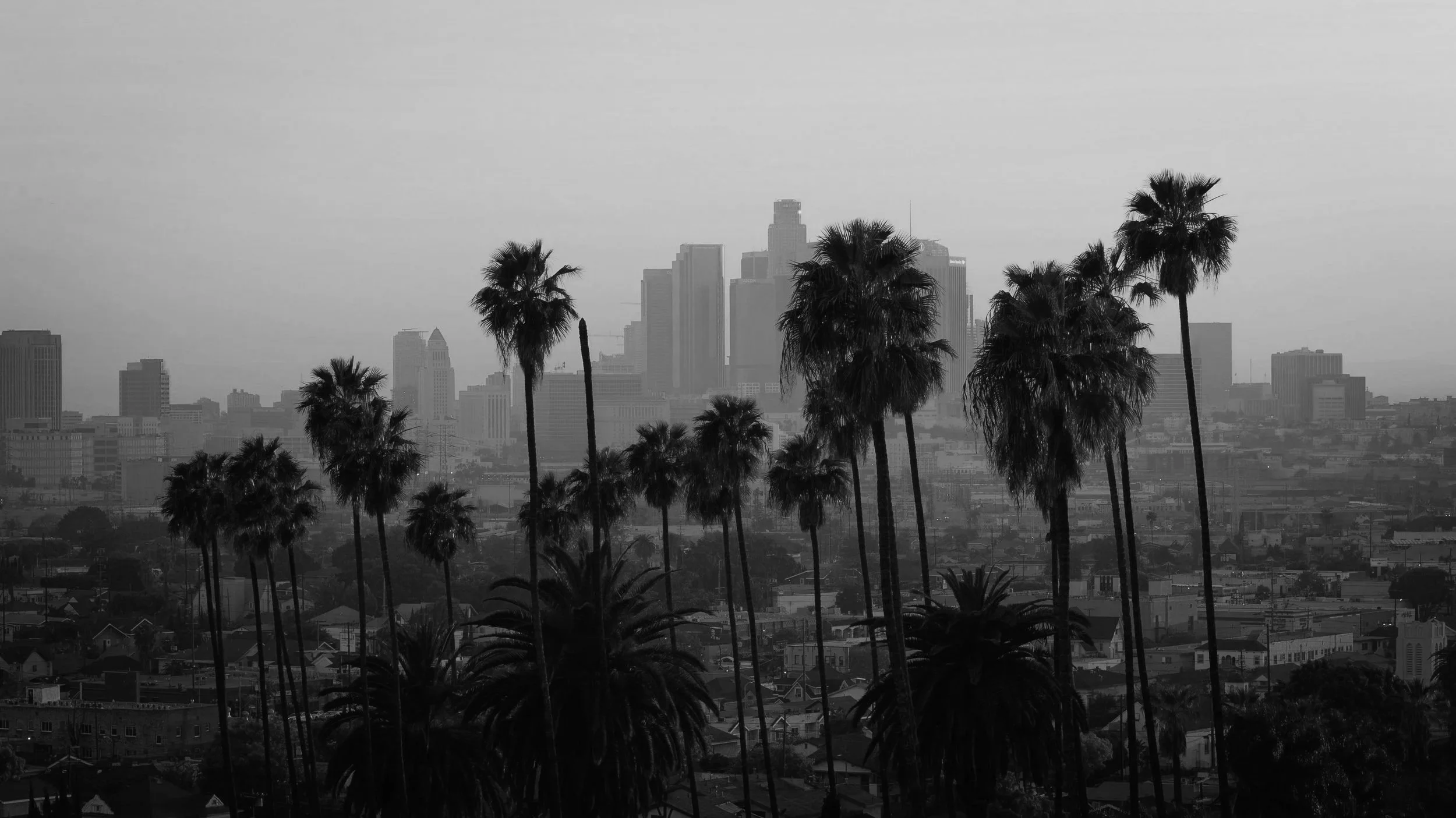 Black and white photo of Los Angeles skyline with palm trees in the foreground