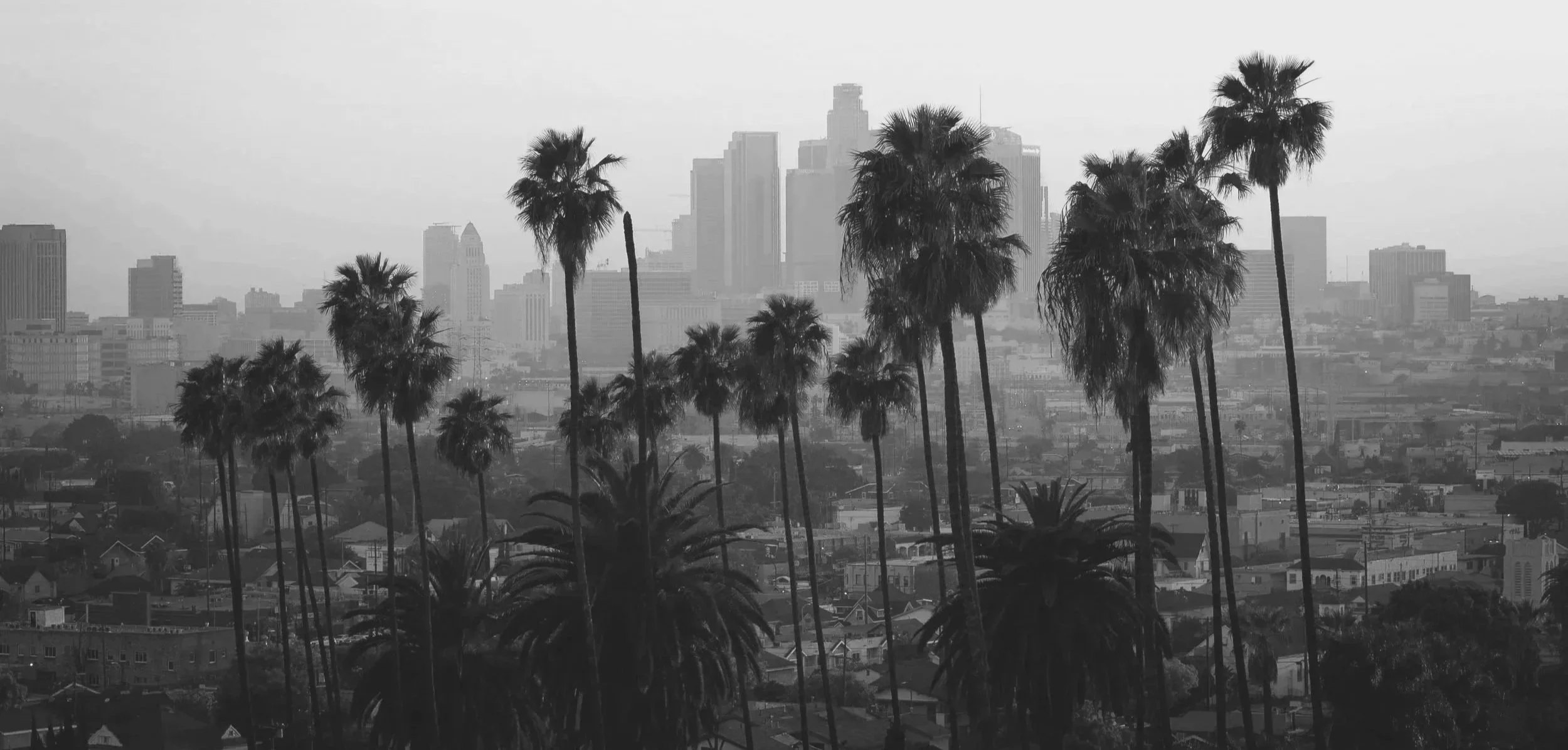 Black and white photo of city skyline with tall buildings in the distance and numerous palm trees in the foreground.