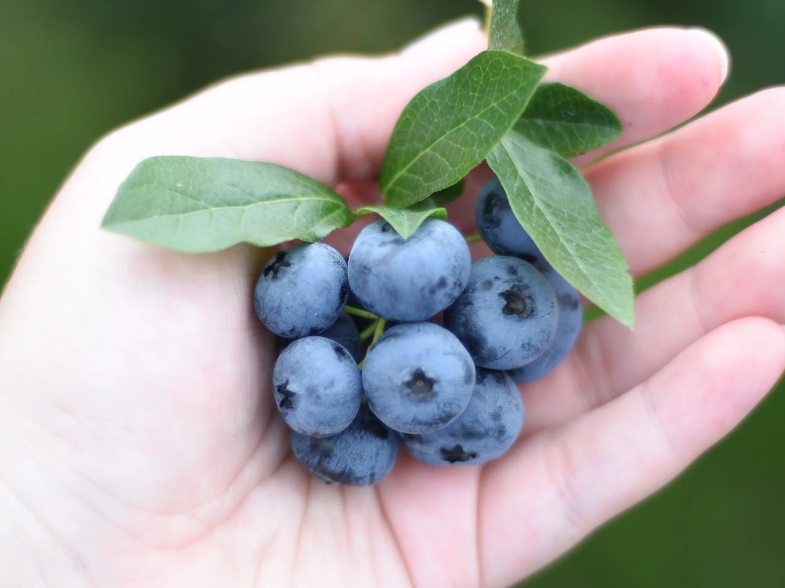 A hand holding a bunch of blueberries with green leaves.