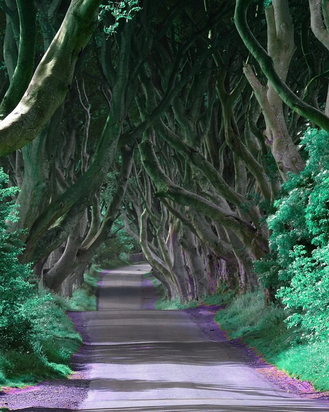Camino rodeado de árboles retorcidos formando un túnel natural en un bosque.