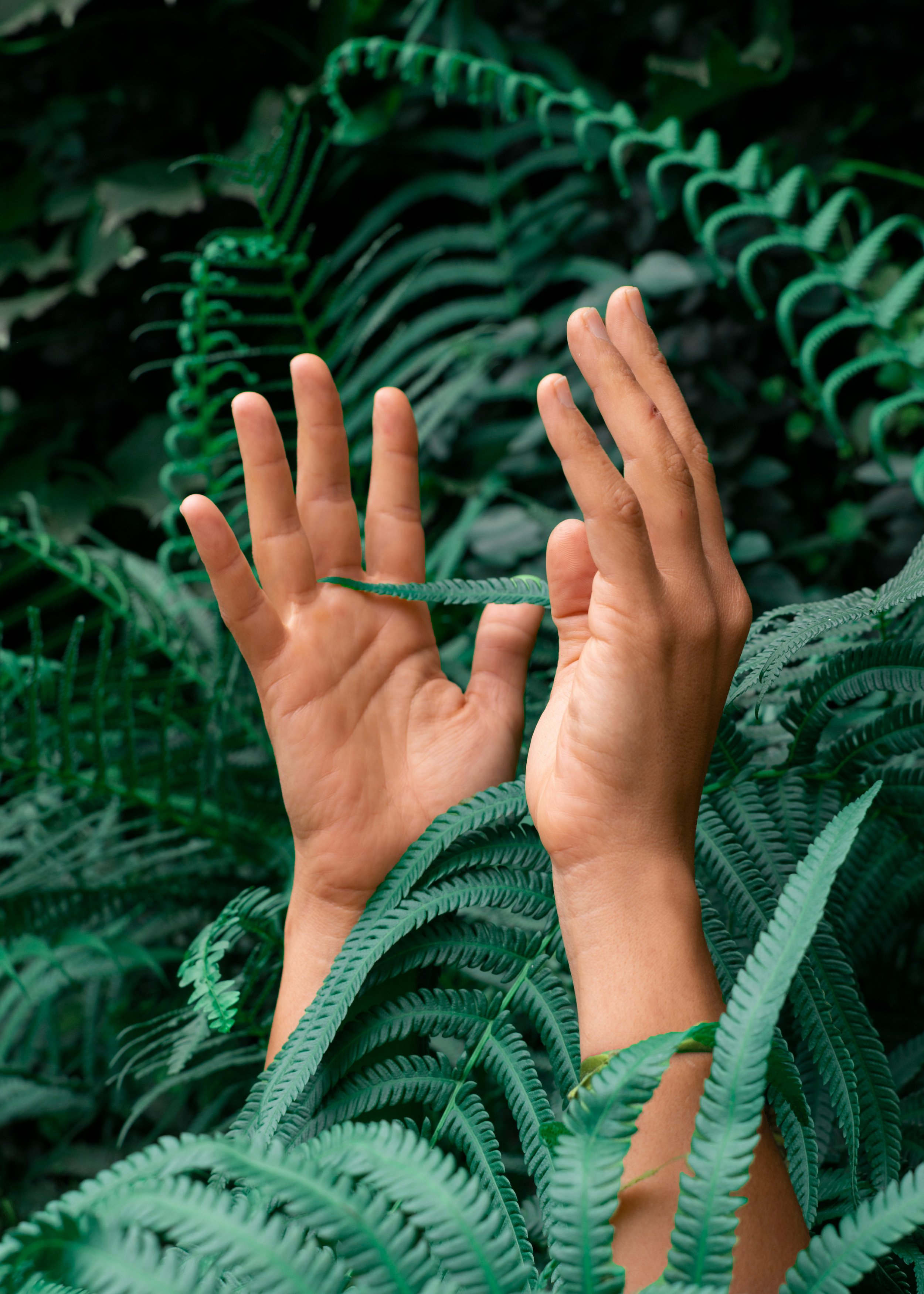 Manos humanas entre helechos verdes, sosteniendo y tocando las hojas de plantas en un entorno natural.