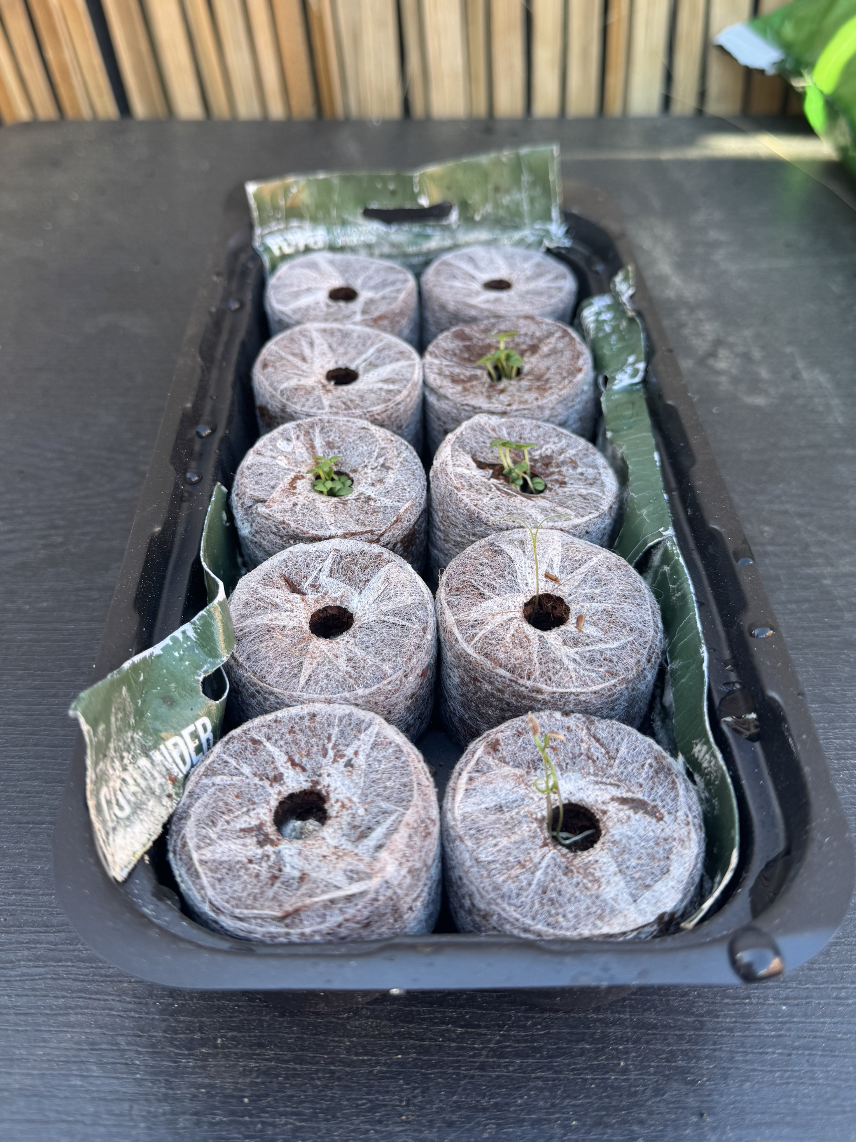Tray of seed starter pots with small seedlings emerging, covered with a plastic wrap.