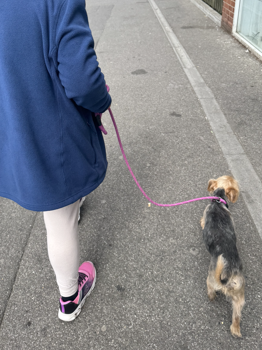 Pupil wearing a blue jacket, white leggings, and pink sneakers walking a small dog on a pink leash on the sidewalk.