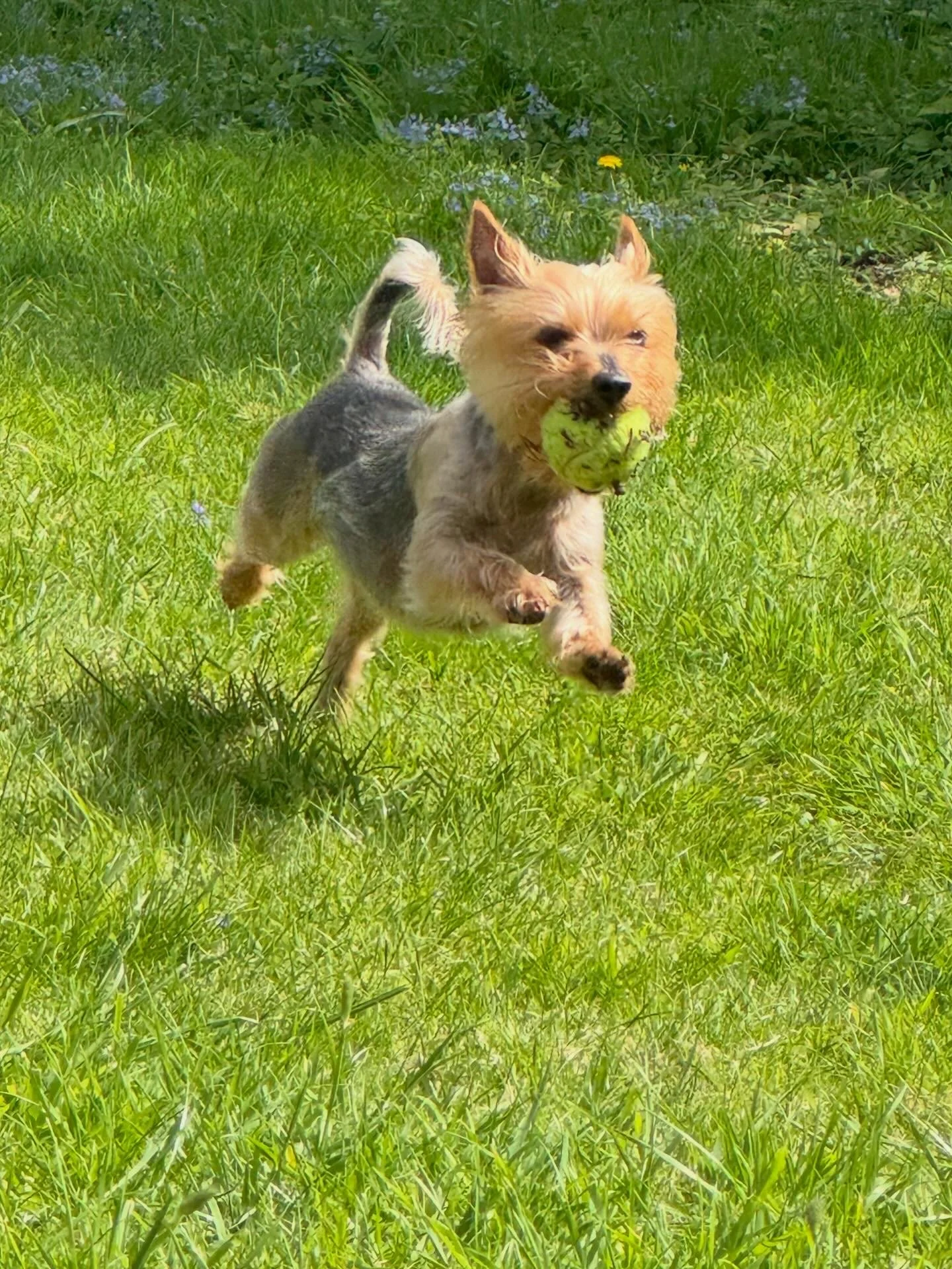 A small dog running through a grassy field holding a tennis ball in its mouth.