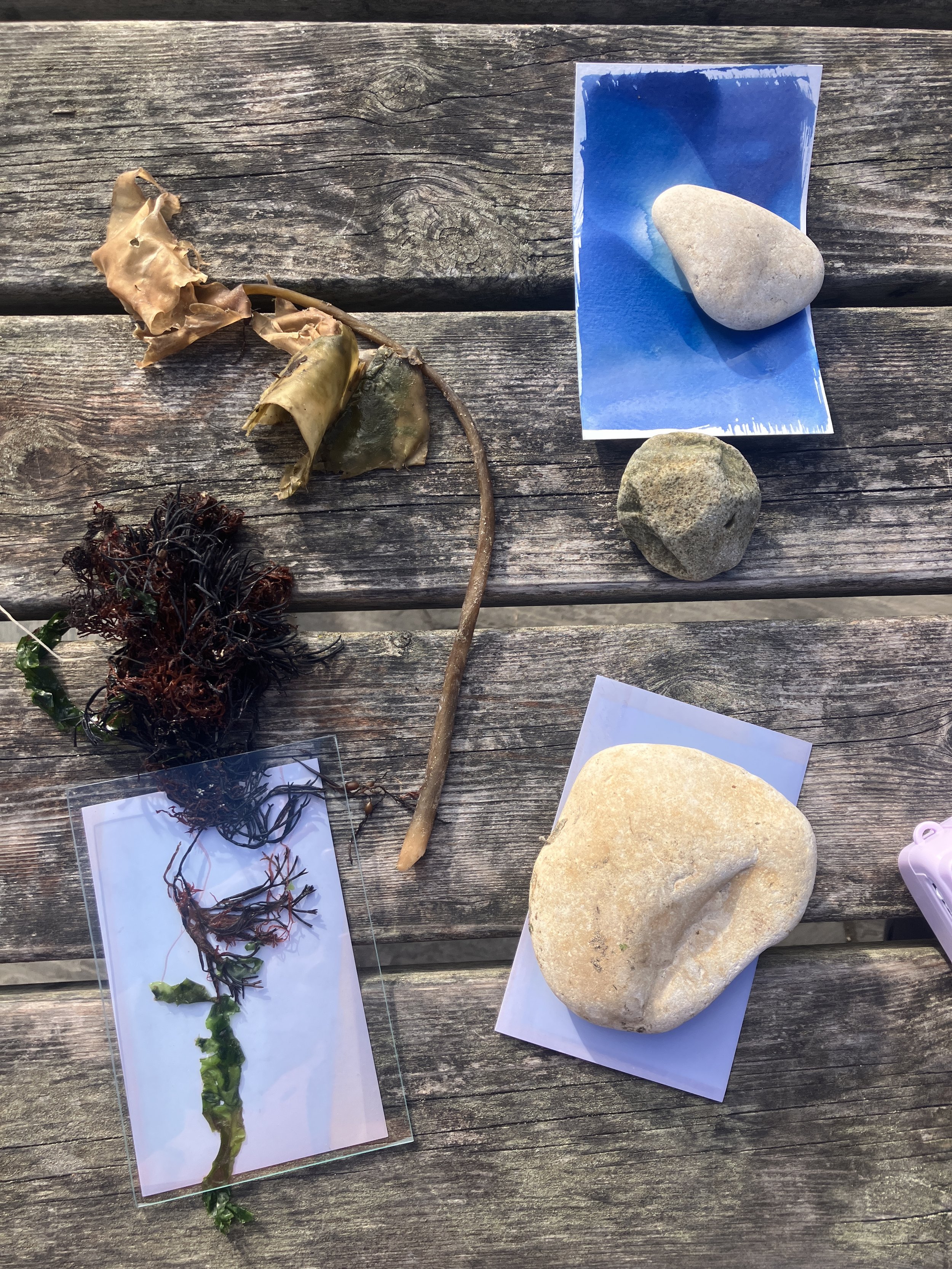 Various natural objects and specimens on a wooden surface, including rocks, seaweed, and botanical samples with photographs.