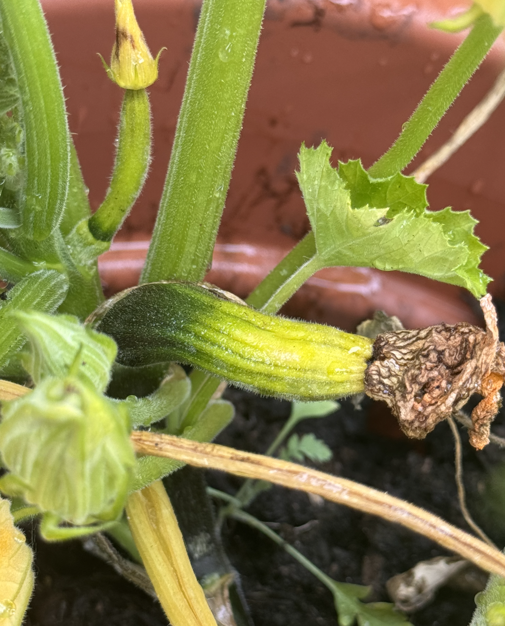 A zucchini plant growing in a pot with young zucchini fruit and green leaves.