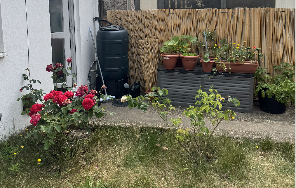 A small garden with blooming pink and red roses, potted plants on a raised gray container, and a black rain barrel in a backyard enclosed by a wooden fence.