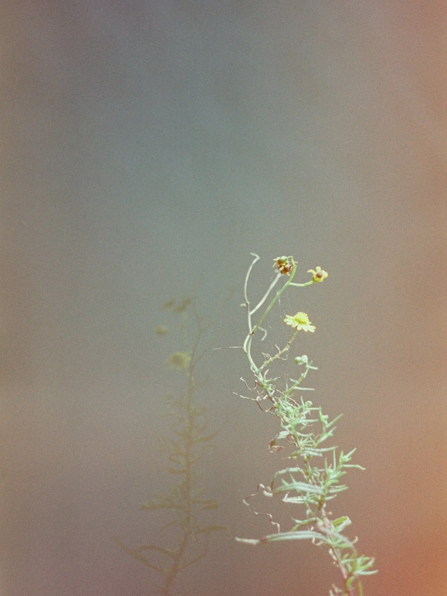 Resilience 

September 2025

#yashica #expiredfilmclub #35mmfilm #amsterdamnoord 

Dev &amp; Scan @analogue.ams