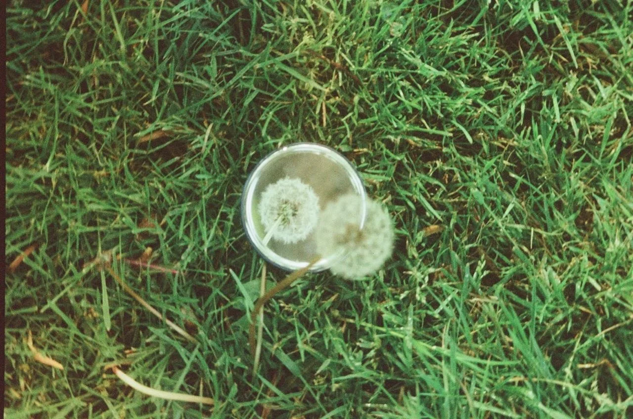 Diente de Le&oacute;n Narciso 

#35mm #yashica #westerpark 

180526

Dev &amp; scan @analogue.ams 

Gear @vintarista