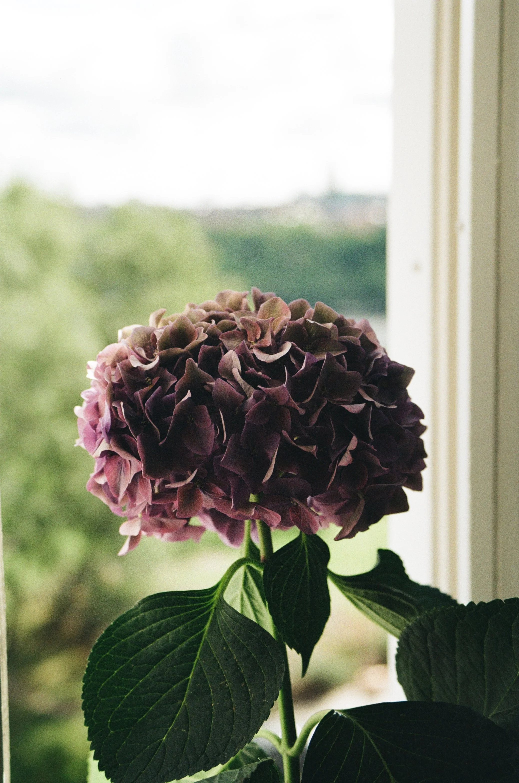 "Hortensia"
Stockholm, Summer 2021
35mm film