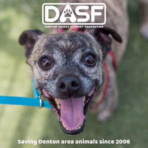 dentonanimalsupportfoundation.webp