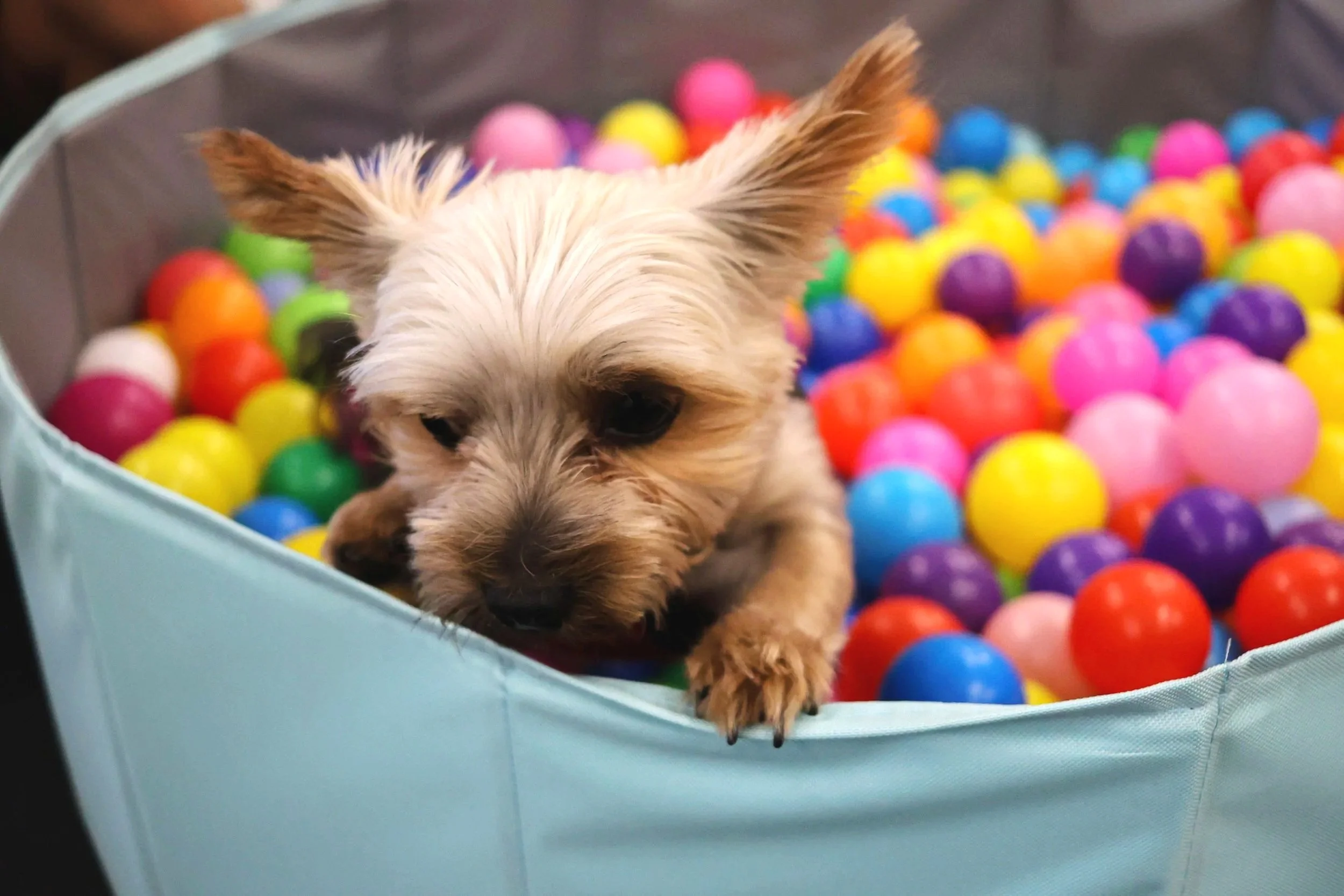 Yorkie inside a ball pit with hundreds of colorful, dog-friendly balls.