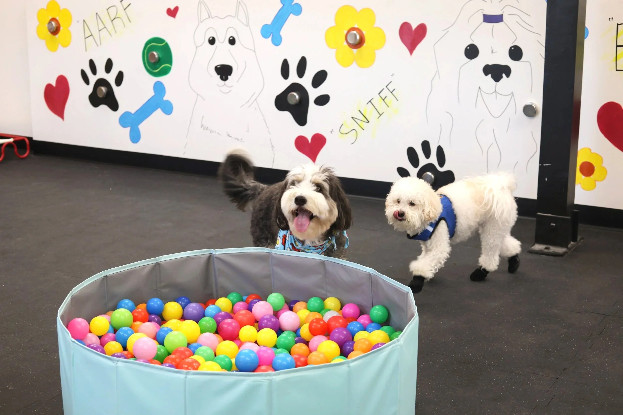 Two dogs by the ball pit in front of a sniff wall mural.