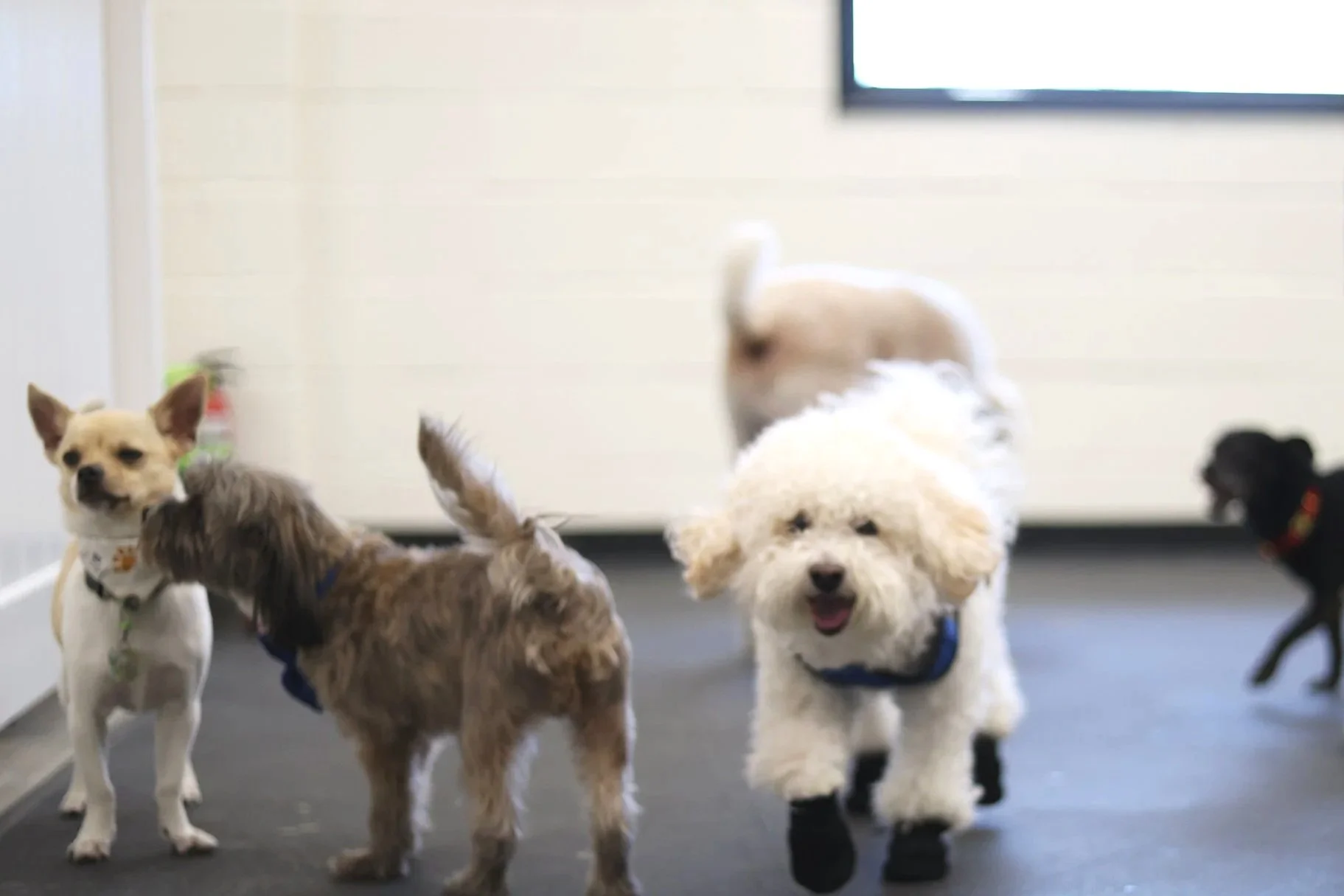 A group of dogs playing inside a dog daycare in Pasadena.