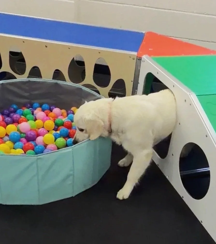 White dog playing by a dog ball pit.