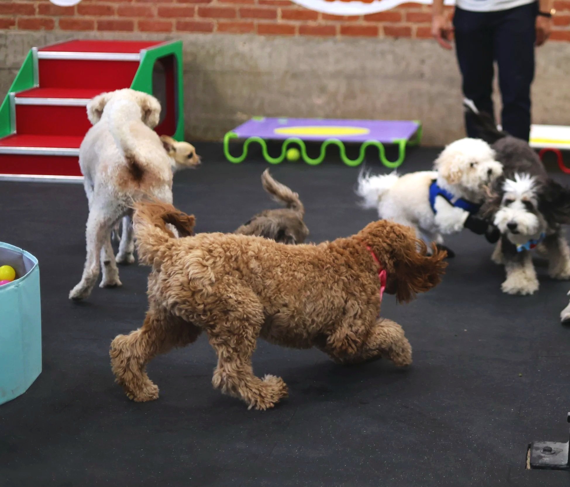 Dogs playing inside an indoor dog playground in Pasadena.
