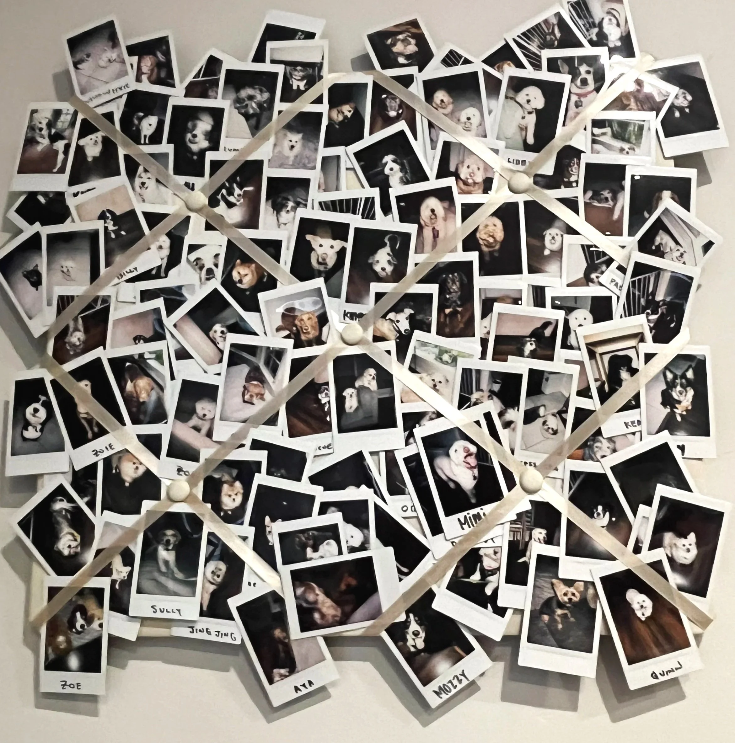 Polaroid photos of dogs.