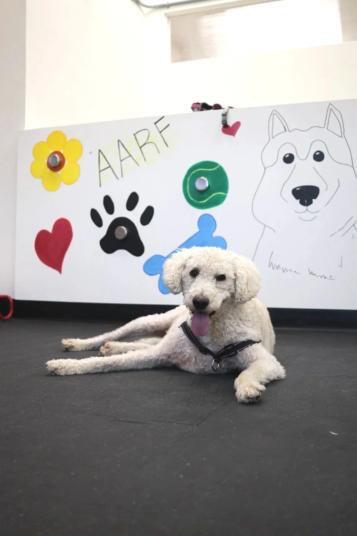 A white dog in front of a colorful sniff wall.
