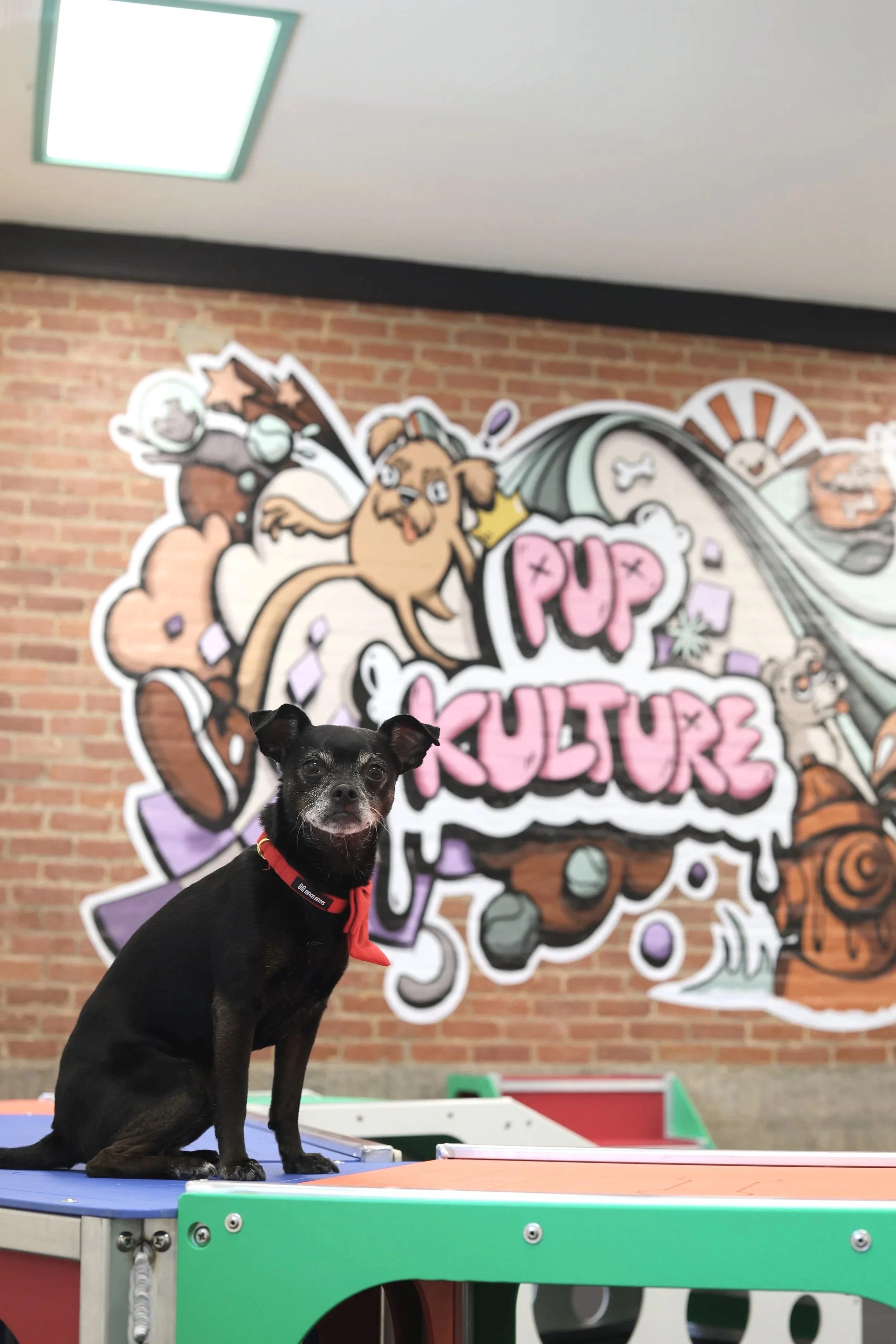 A black dog posing on top of a dog play structure with a colorful mural behind it.