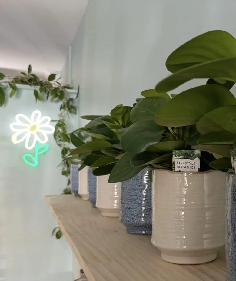 A row of potted plants on a wooden shelf against a light green wall, with a neon flower sign in the background. For flower and gift deliveries within Central Otago and surrounding areas.
