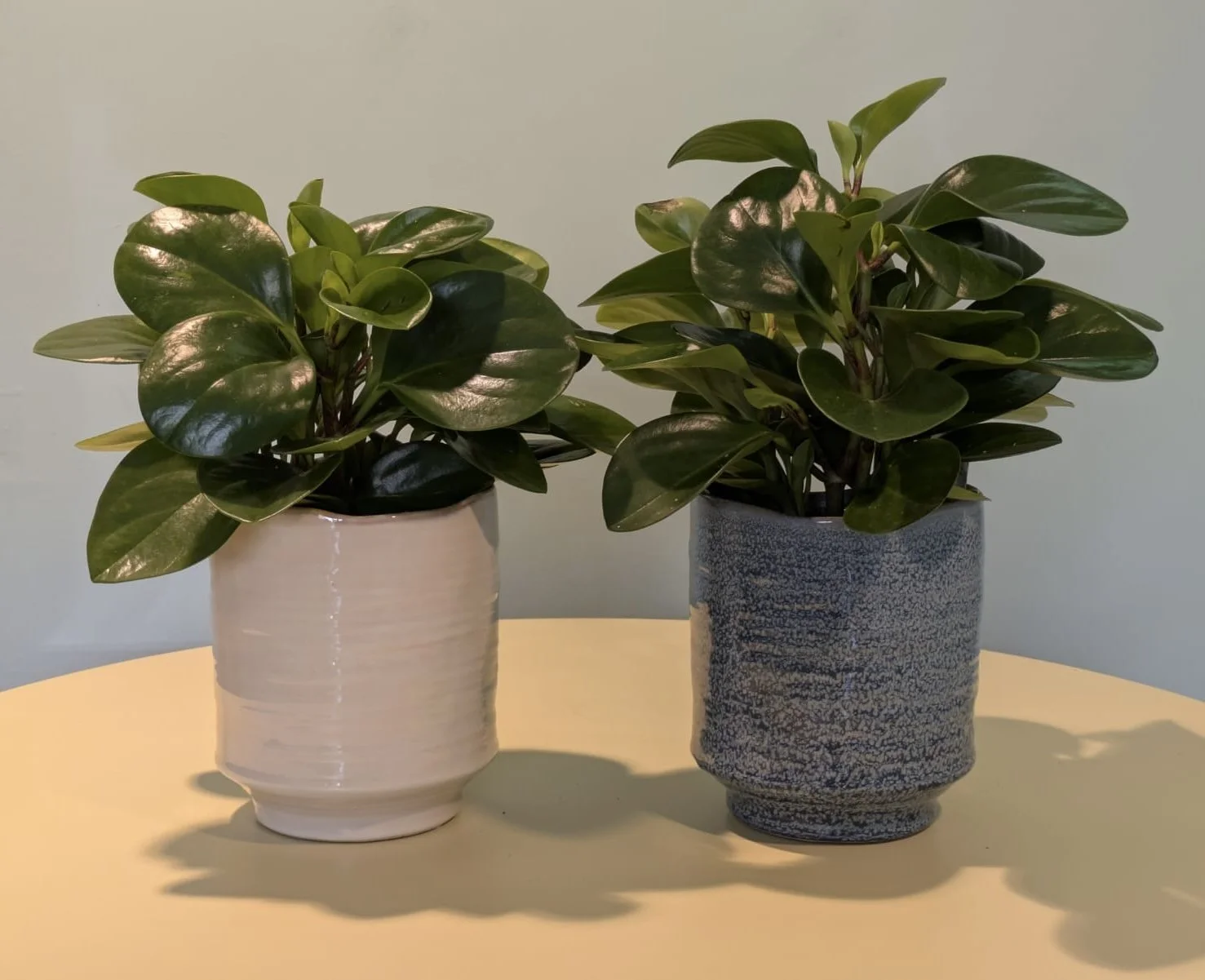 Peperomia Obtusifolia 12cm Pot Plant