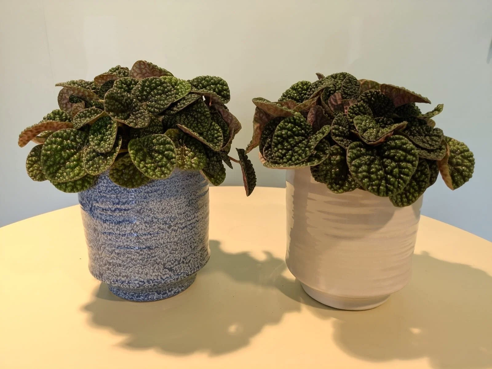 Peperomia Green Bubble 12cm Pot Plant