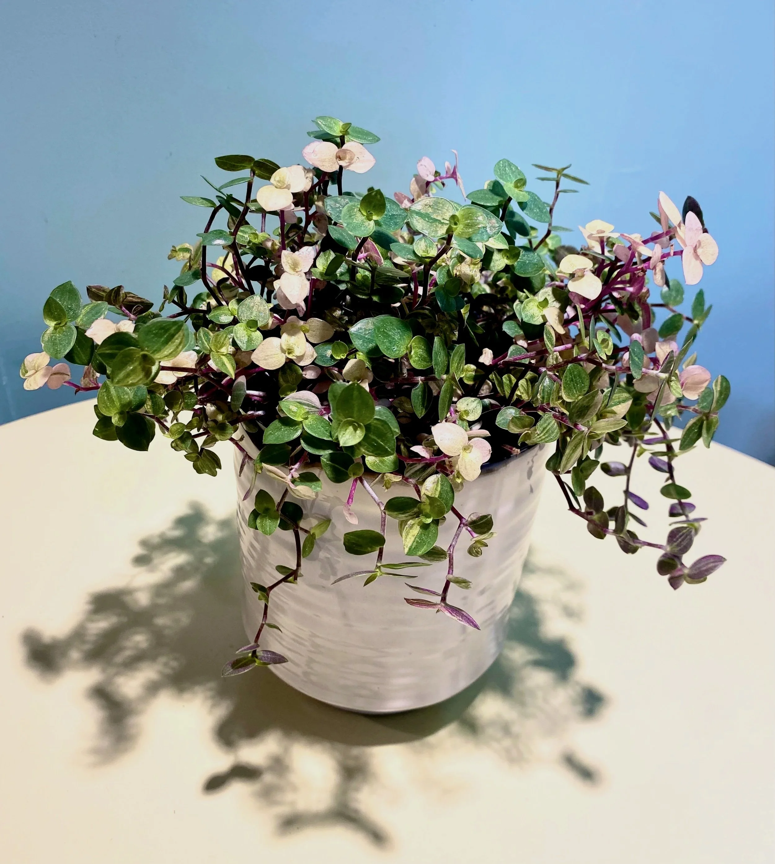 Bubbles Pot Plant - includes ceramic pot