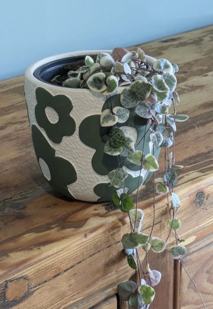 Chain of Hearts 12 cm Pot Plant