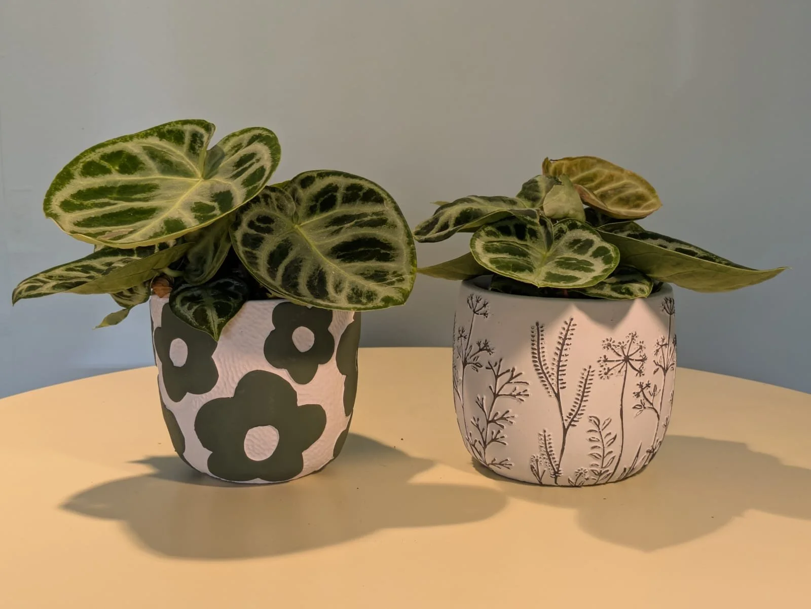 Anthurium Crystallinum 12cm Pot Plant