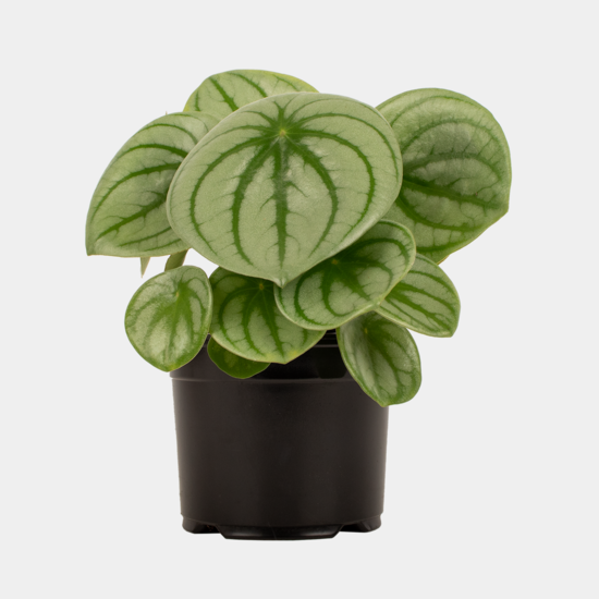 Peperomia Watermelon - includes ceramic pot