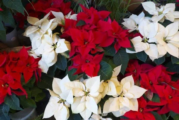 Did you know? The symbolism of poinsettias is deeply tied to the holiday season, but its meaning extends far beyond its association with Christmas. In Mexican tradition, the poinsettia, known as &ldquo;La Flor de Nochebuena&rdquo; (Flower of the Holy