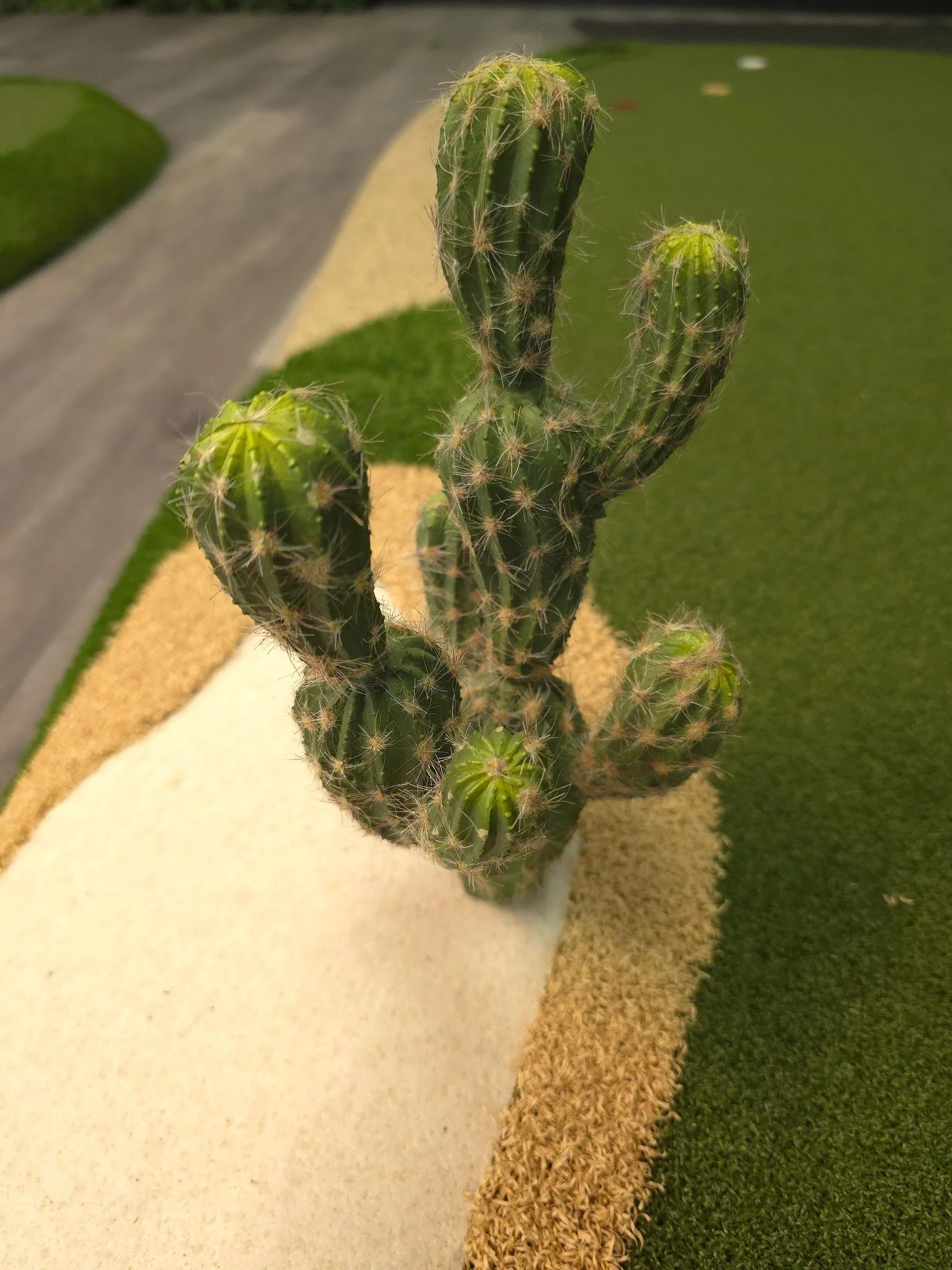 close up of a fake cactus on an artificial grass putting green