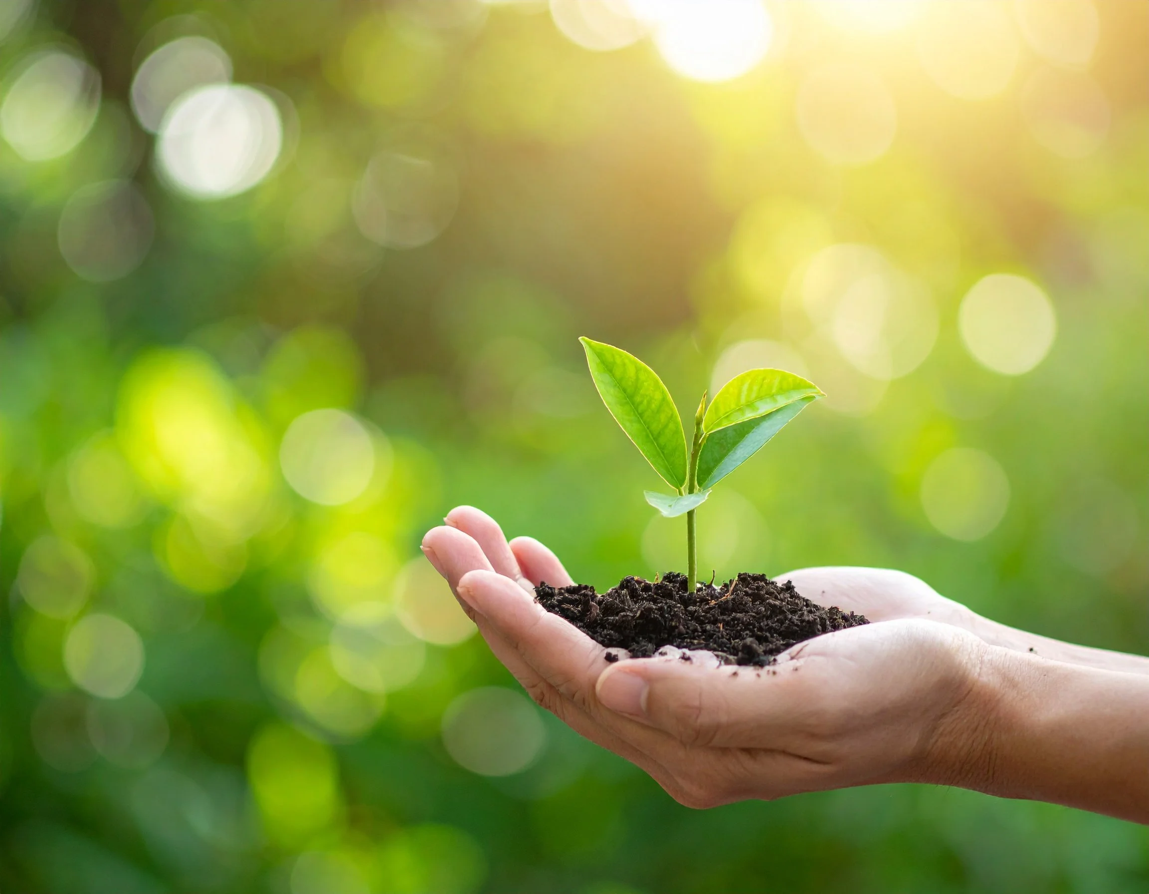 hands cupped holding dirt and a small plant