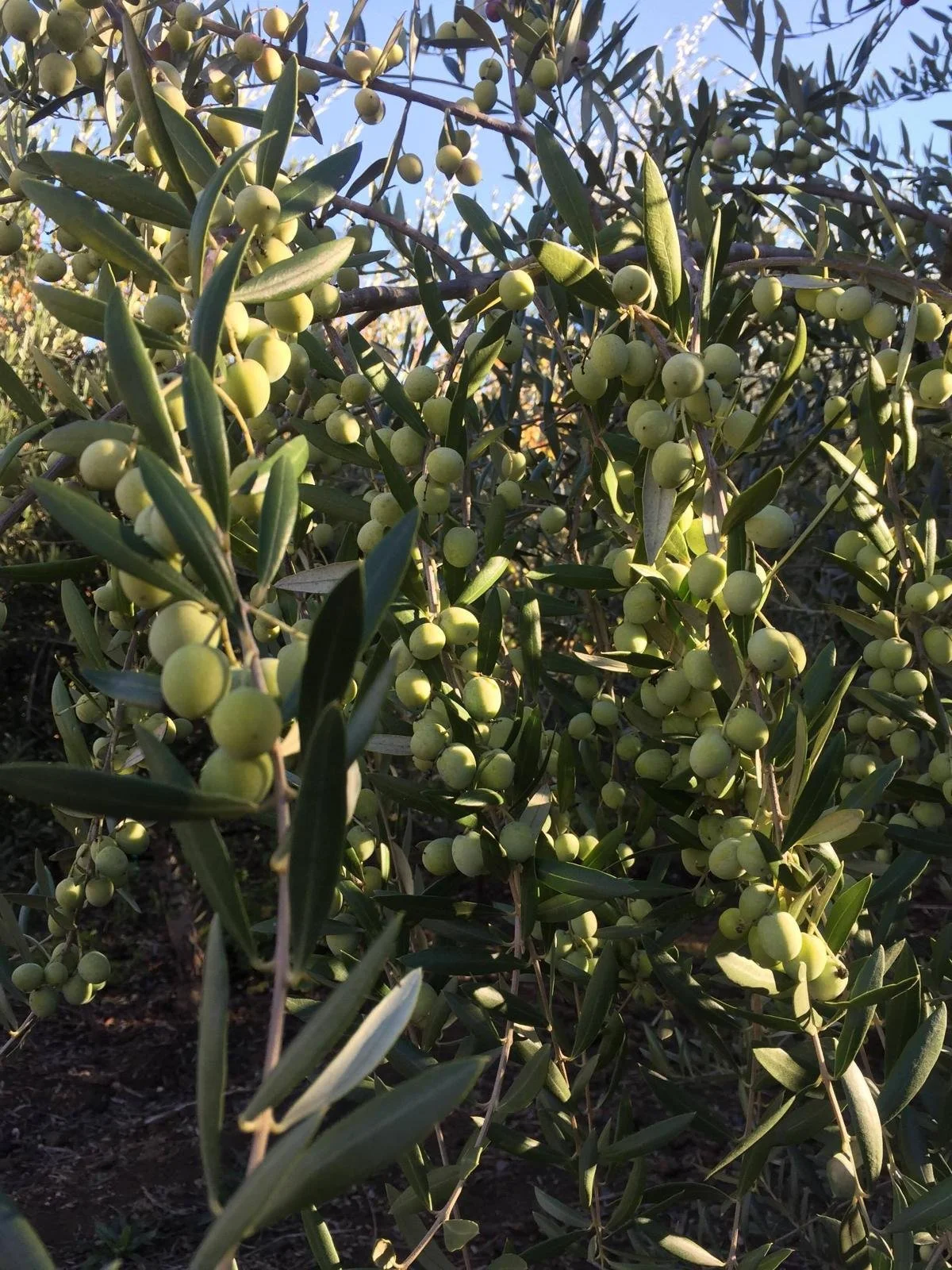 Close-up of an olive tree with green olives growing on the branches, sunlight illuminating the leaves and fruit.