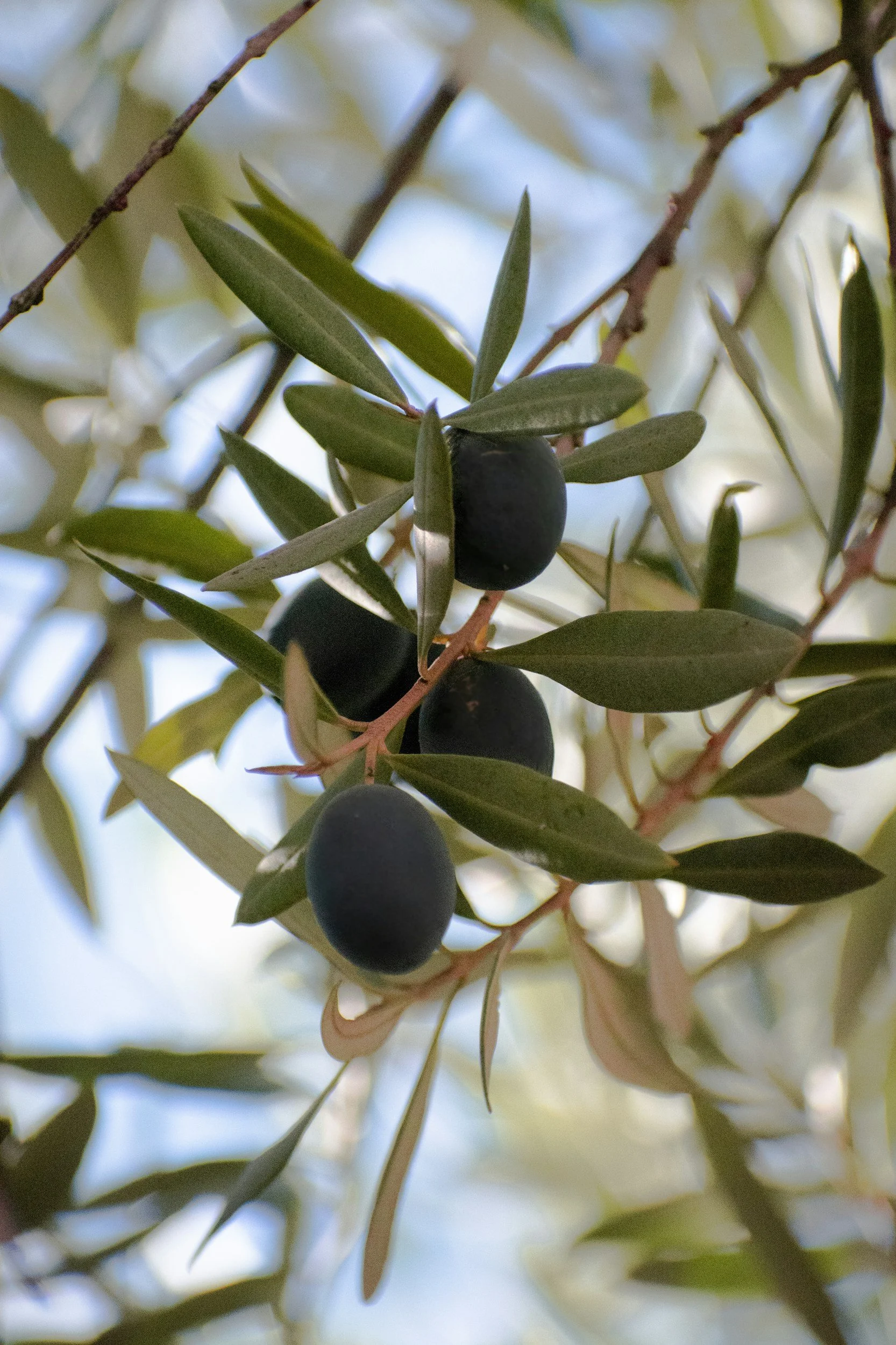 Close-up of a branch with green leaves and black olives hanging from it.