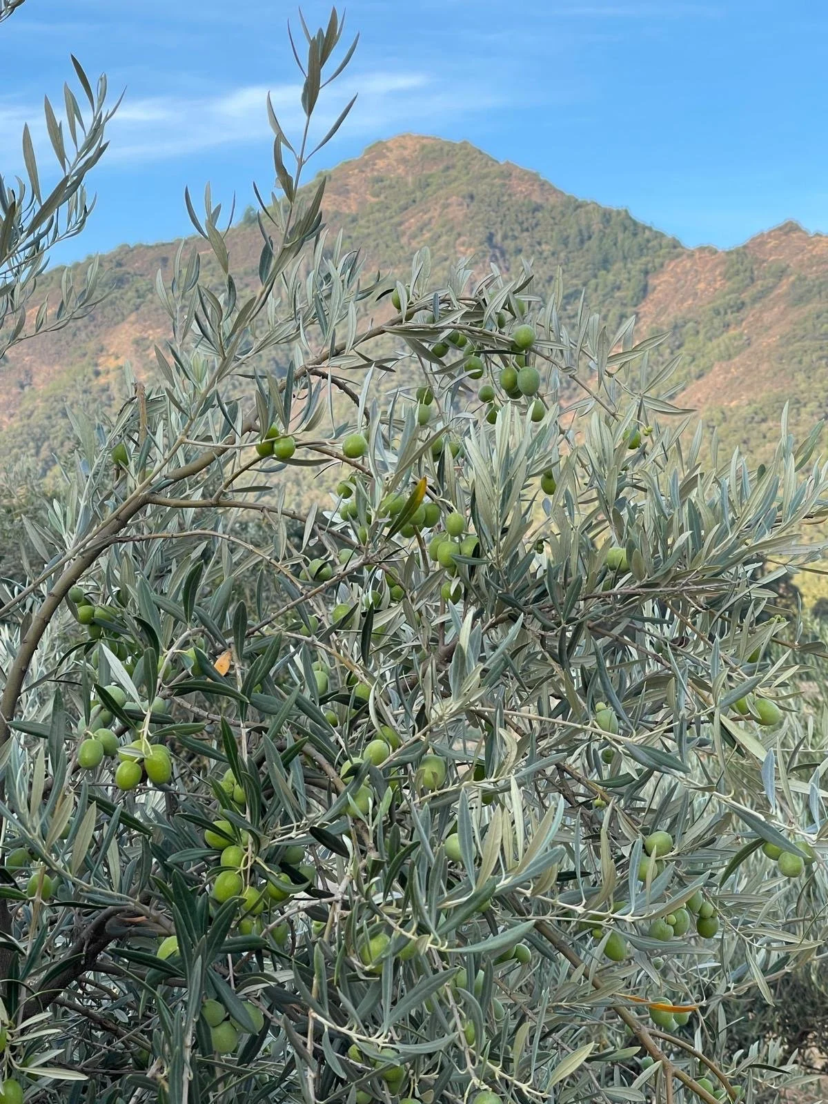 An olive tree with green olives growing on its branches, set against a backdrop of mountains and a blue sky.