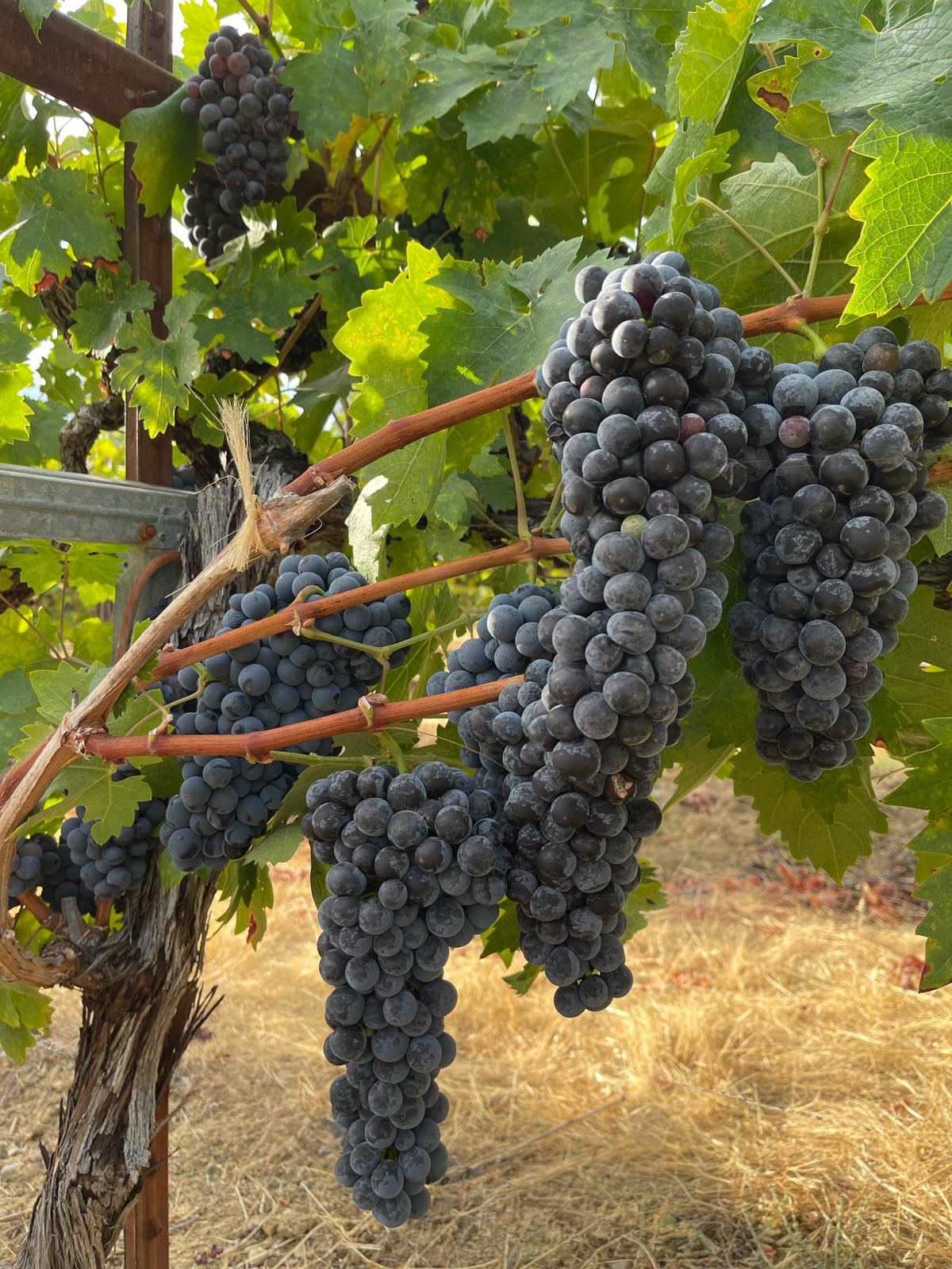 Close-up of ripe black grapes hanging in clusters on a vine with green leaves, in a vineyard setting.