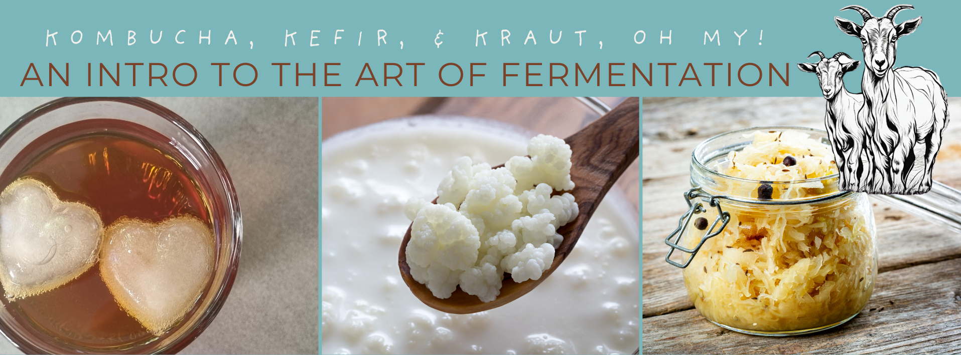 Kombucha, Kefir, and Kraut, Oh My! An Intro to the Art of Fermentation