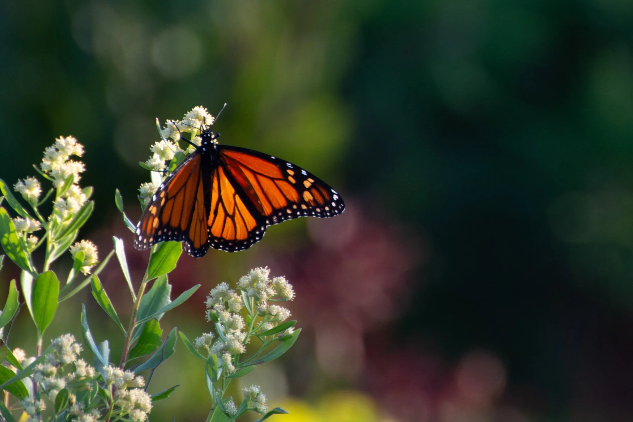 The Migration of Monarchs