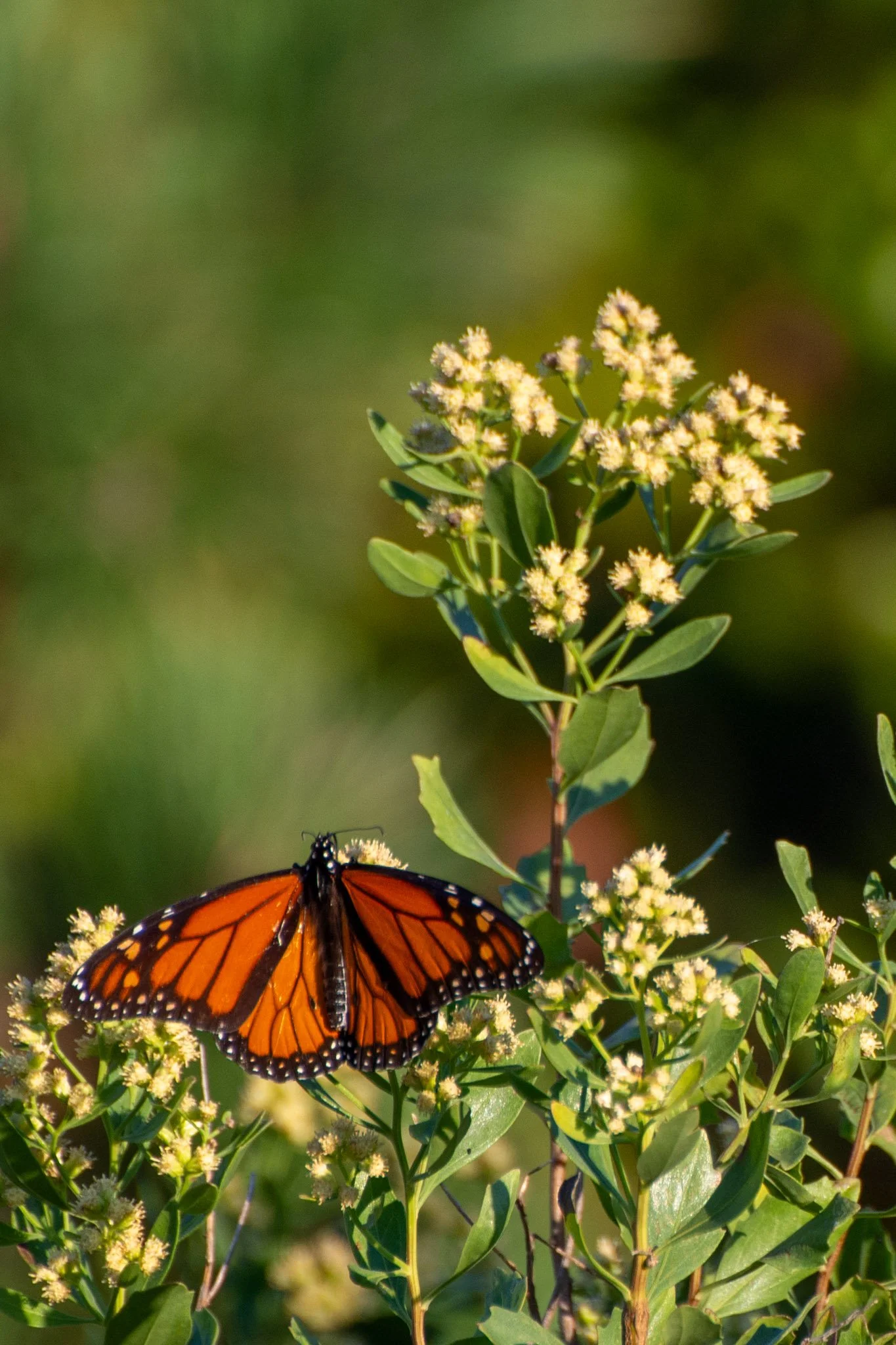 Monarch at rest