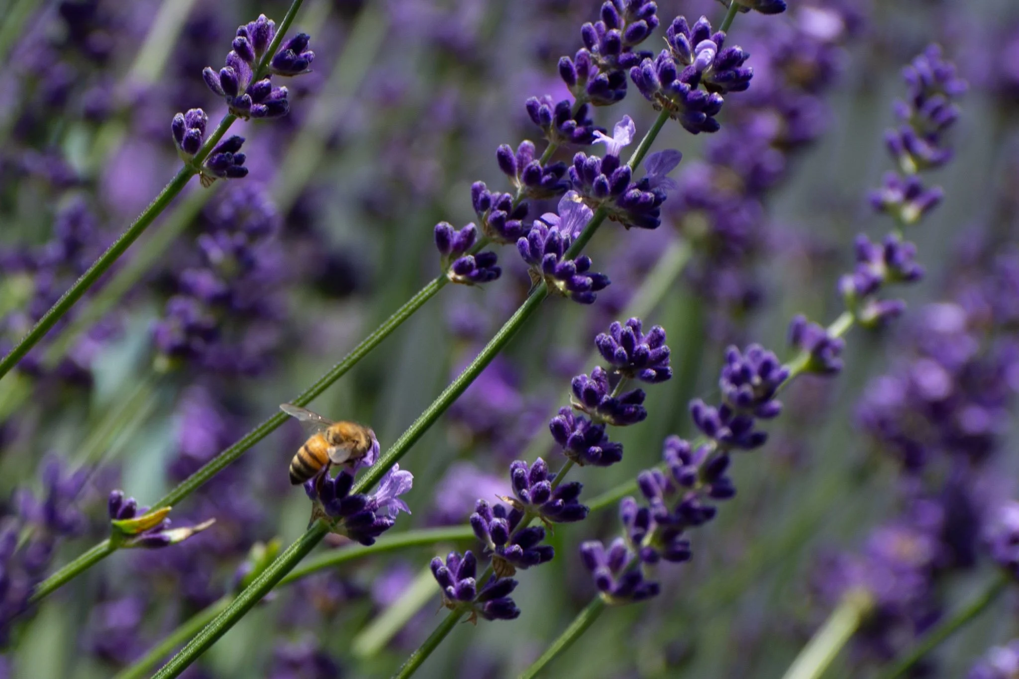 A close-up of purple lavender flowers with a honeybee collecting nectar on one of the stems.