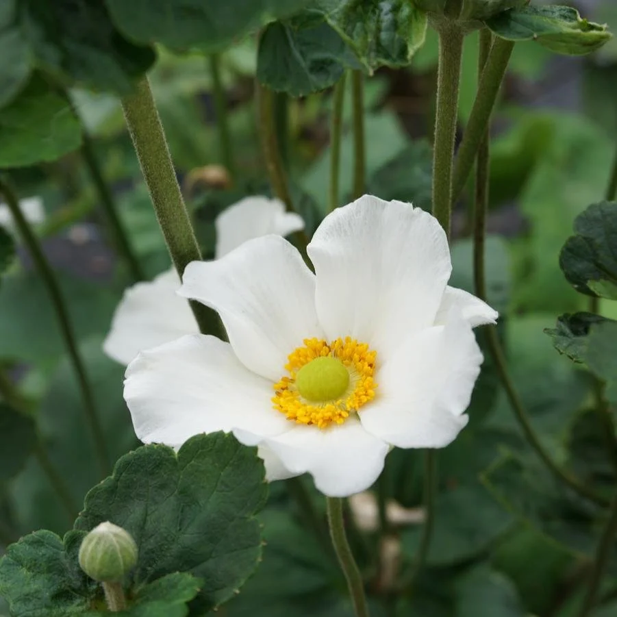 Anemone Hybrida Honorine Jobert (Japanese Windflower 'Honorine Jobert')
