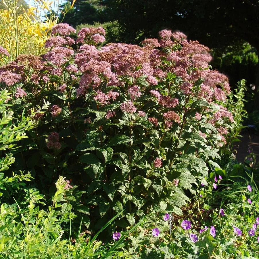 Joe Pye Weed (Eupatorium dubium 'Little Joe')