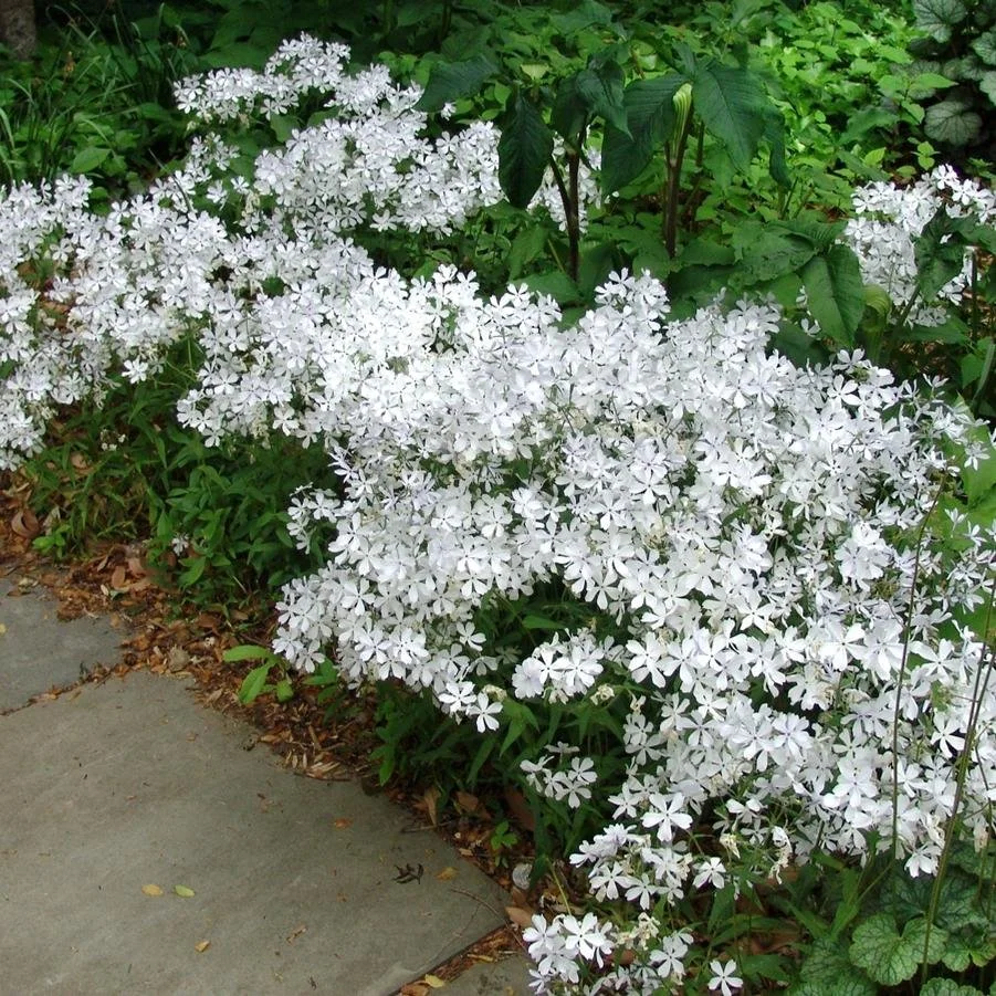 Woodland Phlox (Phlox divaricata May Breeze)