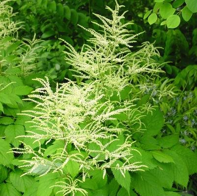 Bride's Feathers (Aruncus dioicus)