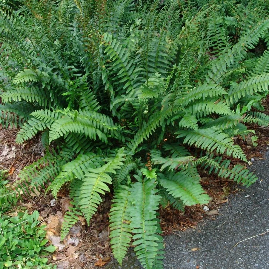 Christmas Fern (Polystichum acrostichoides)
