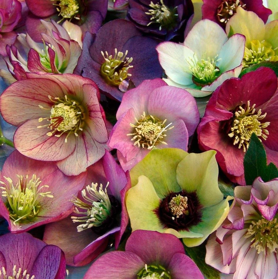Lenten Rose (Helleborus Brandywine)