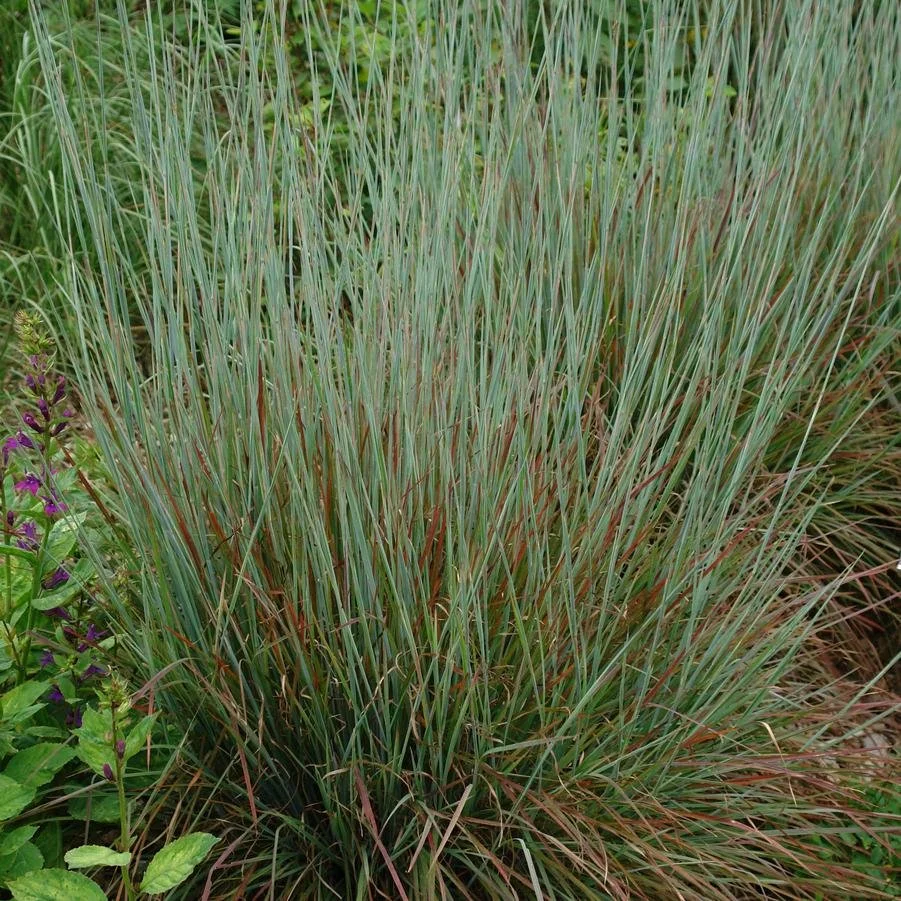 bluestem standing ovation.jpg